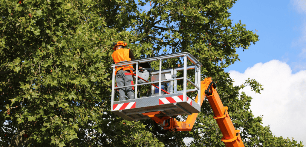 Why Tree Service Businesses Need Dedicated Software